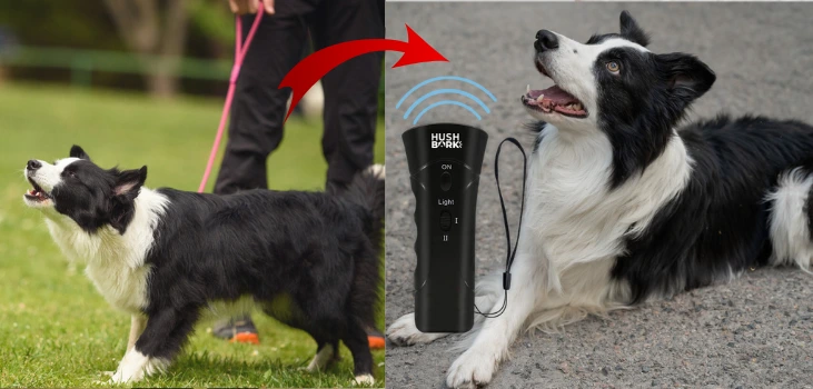 Hush Bark Collar Review: Honest Look at Features, Safety, and Fit